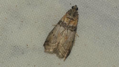 Sciota rhenella